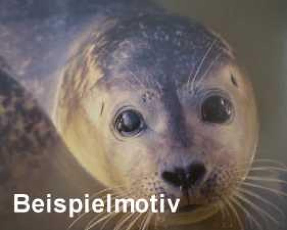 Gutschein 15 Euro - Der Wassersportladen